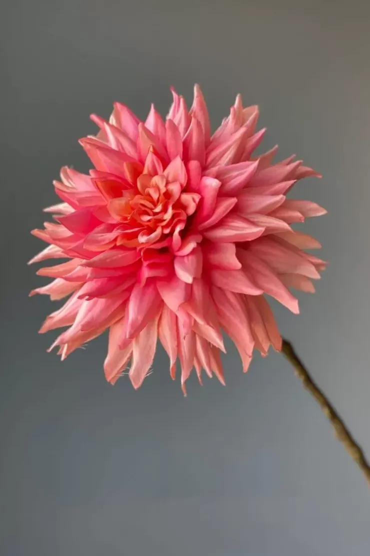 Pip Studio Pip Kunstbloemen Vanilla Bloom Outlet